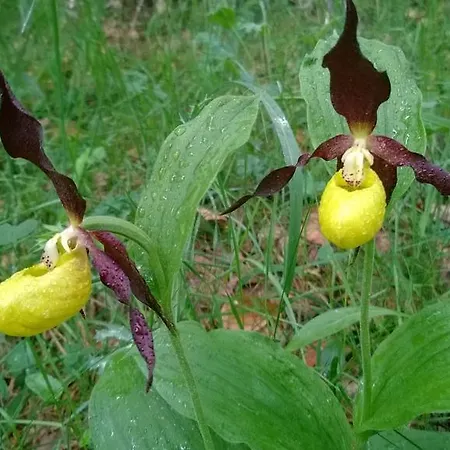 酒店 文森特酒店 潘蒂科萨
