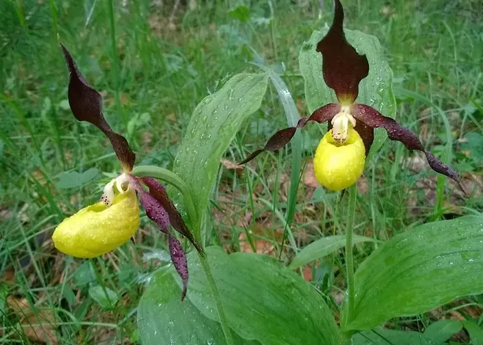 Hotel Vicente Panticosa